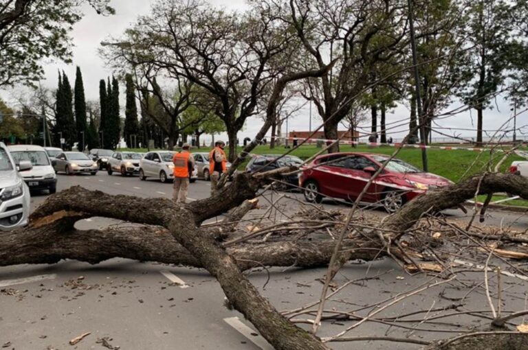 Un árbol cayó en la zona del Parque España y generó congestión en el tránsito. Gentileza: rosario.telefe.com