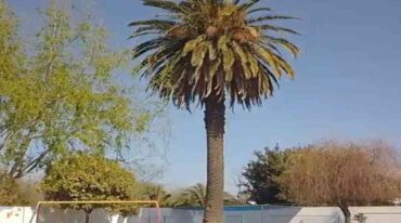 Gentileza