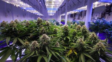 El objetivo del emprendimiento es brindar soluciones integrales para quienes autocultivan pequeñas cantidades o a escala industrial.