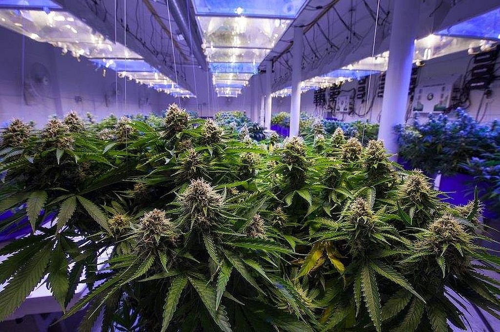 El objetivo del emprendimiento es brindar soluciones integrales para quienes autocultivan pequeñas cantidades o a escala industrial.