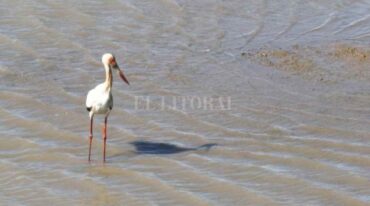Las cigüeñas son propias de estos humedales y tienen la particularidad de ser una de las aves más grandes que habitan estos ecosistemas