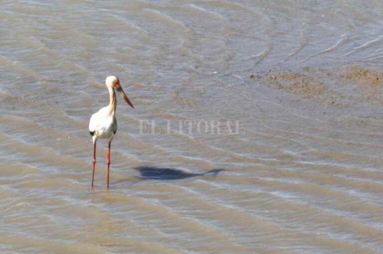 Las cigüeñas son propias de estos humedales y tienen la particularidad de ser una de las aves más grandes que habitan estos ecosistemas