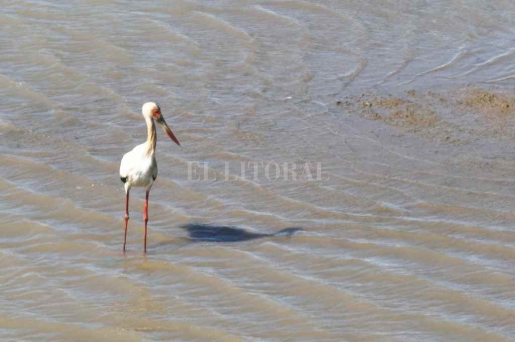 Las cigüeñas son propias de estos humedales y tienen la particularidad de ser una de las aves más grandes que habitan estos ecosistemas
