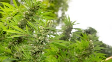 La propuesta es brindar algunas de las herramientas clave para la producción de investigación científica y el desarrollo de proyectos productivos con cannabis.