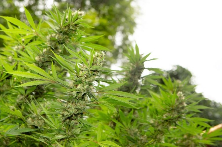 La propuesta es brindar algunas de las herramientas clave para la producción de investigación científica y el desarrollo de proyectos productivos con cannabis.
