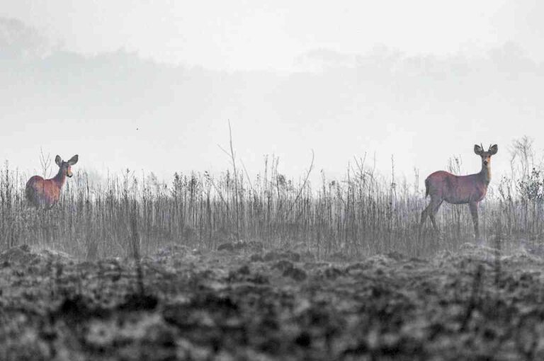 "Los animales que sobrevivan tienen que enfrentar condiciones para refugiarse o conseguir alimentos y muchos tienen que desplazarse a otros lugares