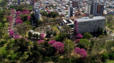 En flor. Los lapachos del Parque del Sur
