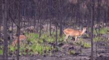 Venados de las pampas