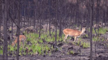 Venados de las pampas