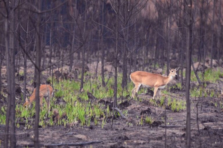 Venados de las pampas