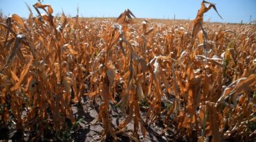 El calor extremo de diciembre y enero pasados afectó los maizales del norte y este del departamento San Martín. Archivo.
