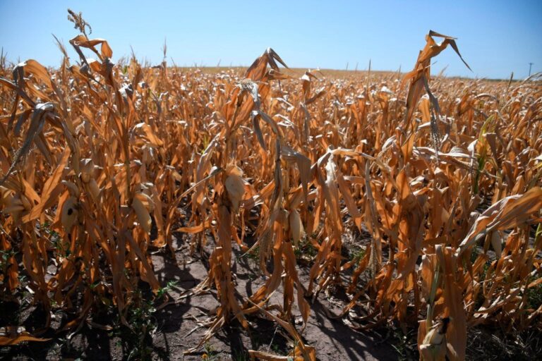 El calor extremo de diciembre y enero pasados afectó los maizales del norte y este del departamento San Martín. Archivo.