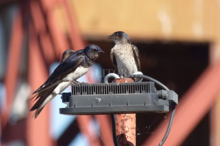 Las golondrinas que habían llegado a Santa Fe están en vuelo migratorio hacia Centroamérica y sur de Estados Unidos. En la foto