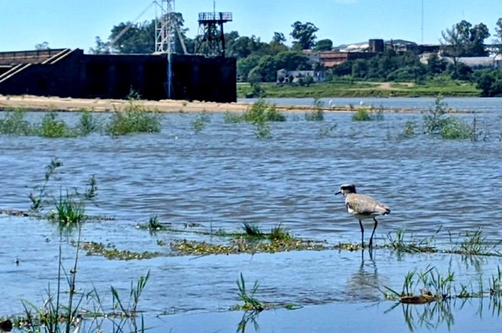 Gentileza Horacio Osorio