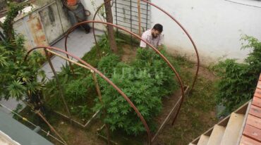 Autocultivo. Este es el jardín de uno de los santafesinos que tramitaron su licencia para cultivar marihuana. Mauricio Garín