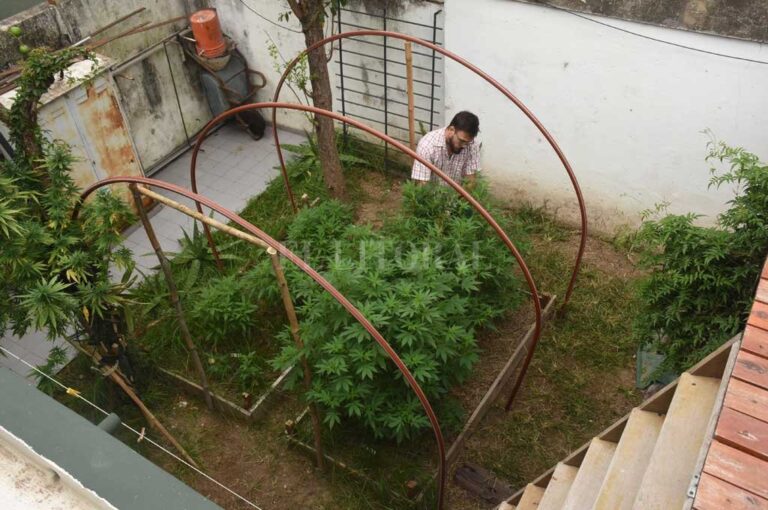 Autocultivo. Este es el jardín de uno de los santafesinos que tramitaron su licencia para cultivar marihuana. Mauricio Garín
