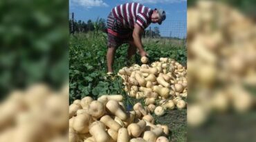 En el Polo Productivo Agroecológico Municipal se producen alimentos sin agroquímicos.