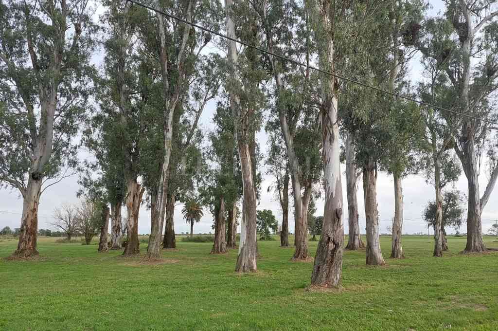 Gentileza