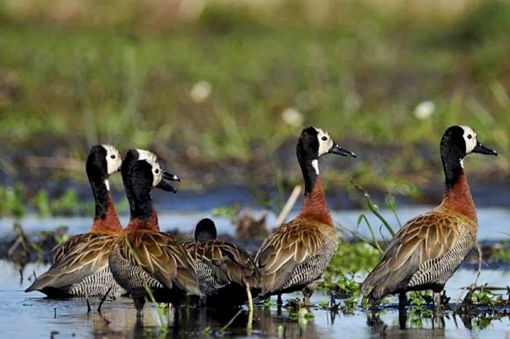 Especies autóctonas