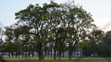 Gentileza: ONG Nuestros Árboles Rosario.