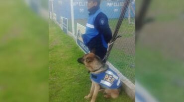 El adiestramiento de perros se realiza a través de un juego