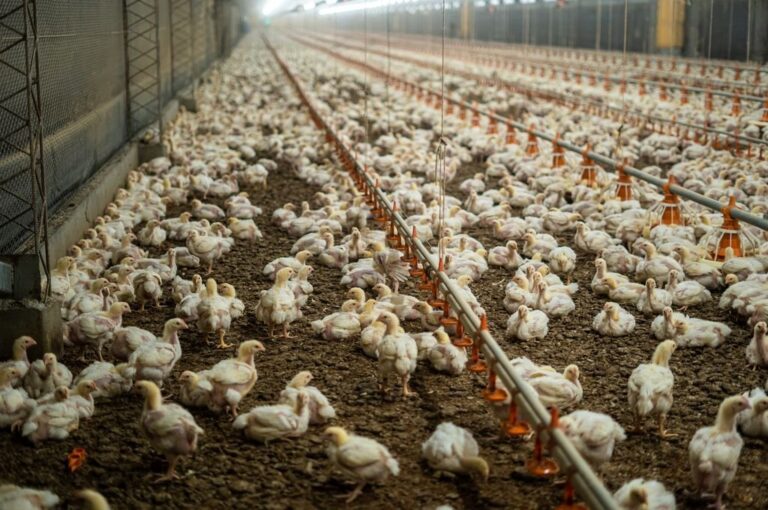 Este sábado 2 de julio se celebra el Día Nacional de la Avicultura.