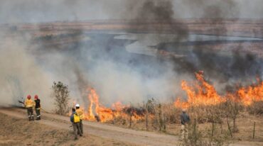 Los animales necesitan desplazarse para escapar del fuego y del humo. Archivo.