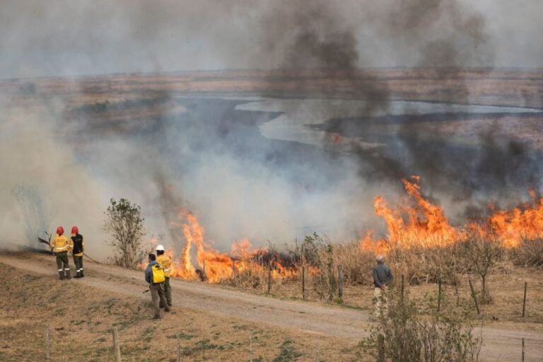 Los animales necesitan desplazarse para escapar del fuego y del humo. Archivo.