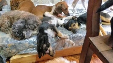 Una proteccionista pide ayuda para seguir asistiendo a los 97 animales que atiende. gentileza Adriana Romero
