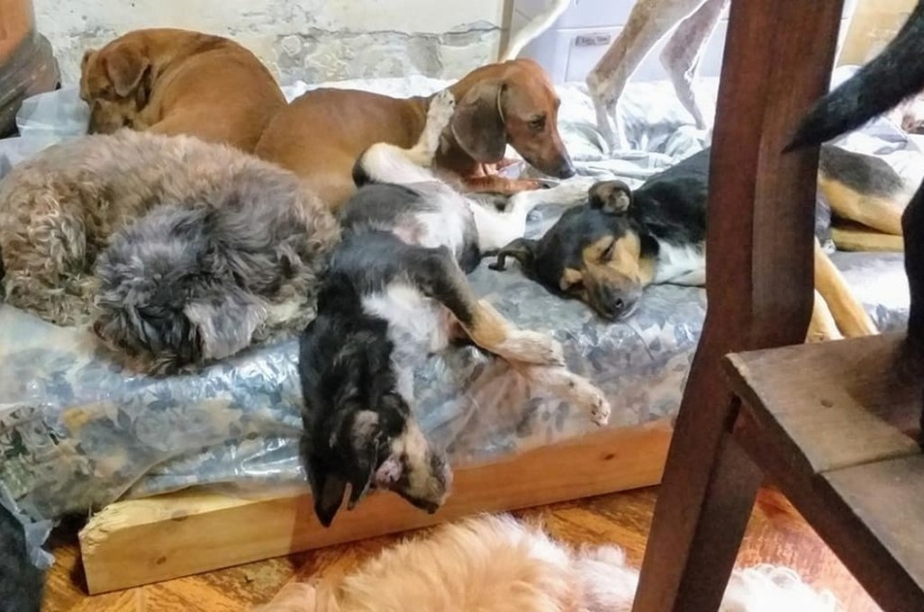 Una proteccionista pide ayuda para seguir asistiendo a los 97 animales que atiende. gentileza Adriana Romero