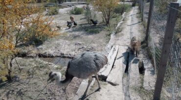 Los animales son autóctonos