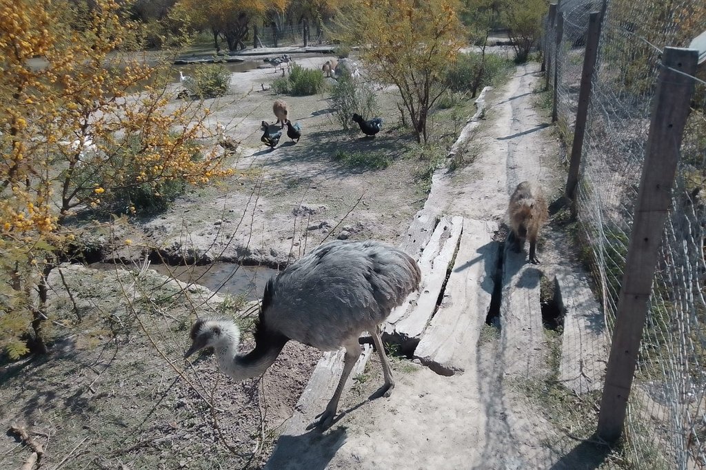 Los animales son autóctonos