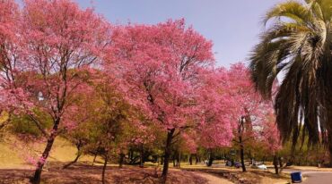 Los lapachos son típicos en la ciudad y le dan un color distinto al parque.  Nicolás García
