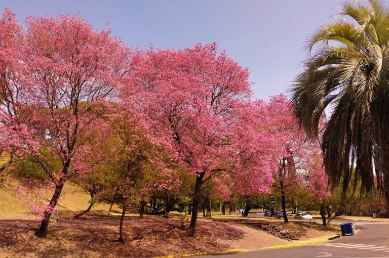 Los lapachos son típicos en la ciudad y le dan un color distinto al parque.  Nicolás García