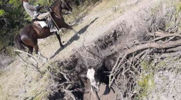 La sequía está haciendo estragos en los vacunos de la zona. Mirador
