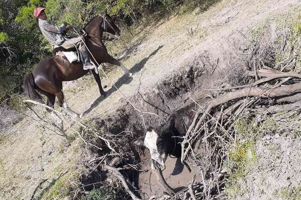 La sequía está haciendo estragos en los vacunos de la zona. Mirador