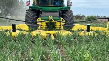 Los productores comenzaron a picar el maíz que se vio afectado por la falta de lluvias. Gentileza.