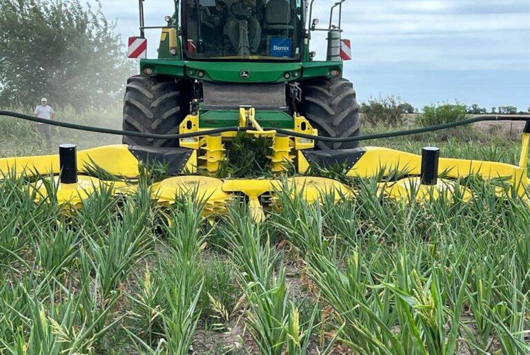 Los productores comenzaron a picar el maíz que se vio afectado por la falta de lluvias. Gentileza.