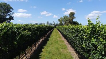 La superficie total dedicada a la vitivinicultura en la provincia es de 76