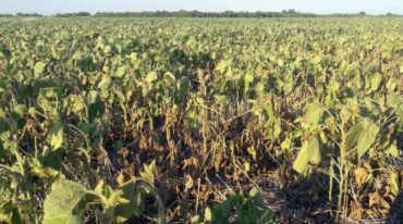 La BCR informa que la cosecha nacional de soja será un 13% menos que en la última campaña. Archivo.