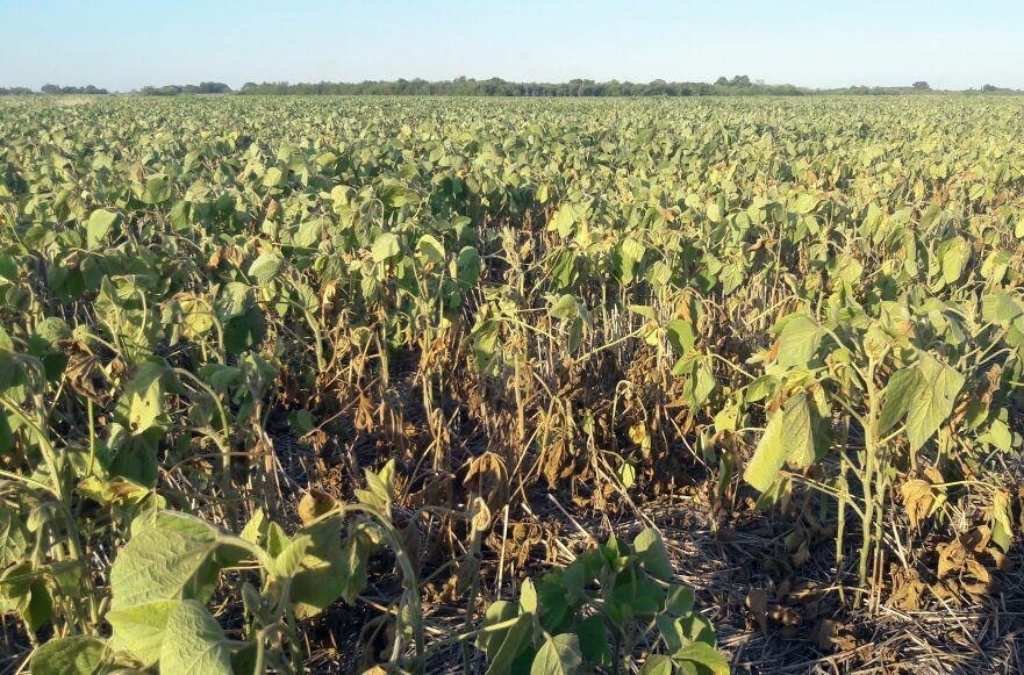La BCR informa que la cosecha nacional de soja será un 13% menos que en la última campaña. Archivo.