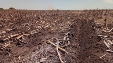 Las hectáreas sembradas no producen al máximo y el maíz es de los más afectados.