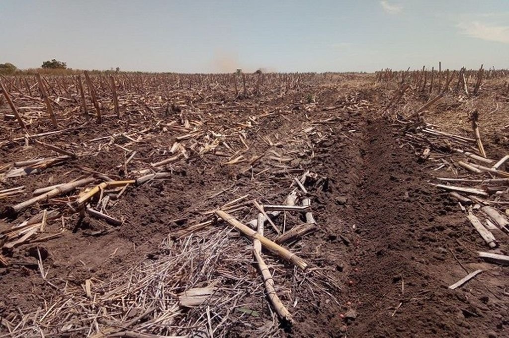 Las hectáreas sembradas no producen al máximo y el maíz es de los más afectados.