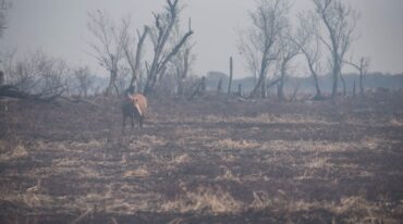 Esta vez los focos aparecieron en el delta del Paraná frente a las localidades bonaerenses de San Pedro y Baradero. Imagen ilustrativa.