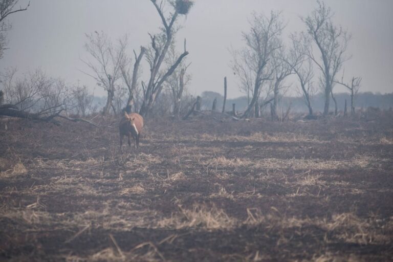 Esta vez los focos aparecieron en el delta del Paraná frente a las localidades bonaerenses de San Pedro y Baradero. Imagen ilustrativa.