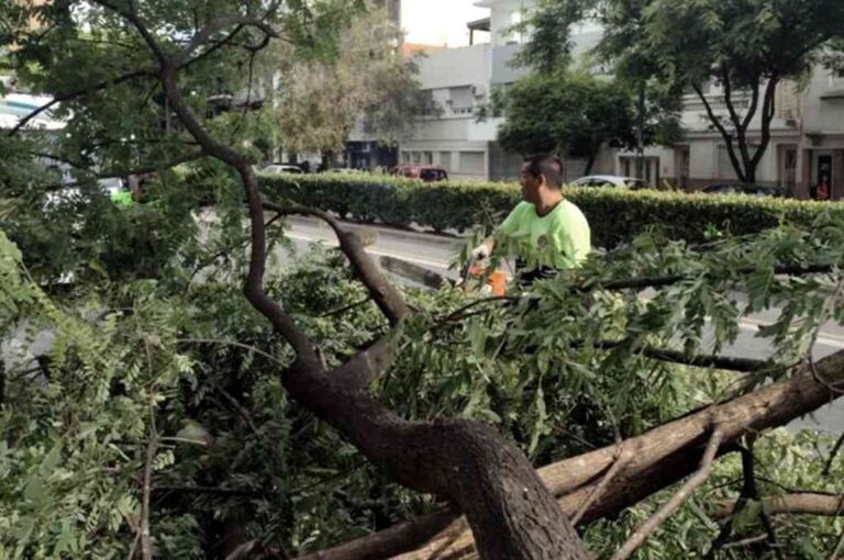 Luego del temporal en horas de la noche más de 20 cuadrillas estuvieron trabajando en la calle para quitar los destrozos. TELAM