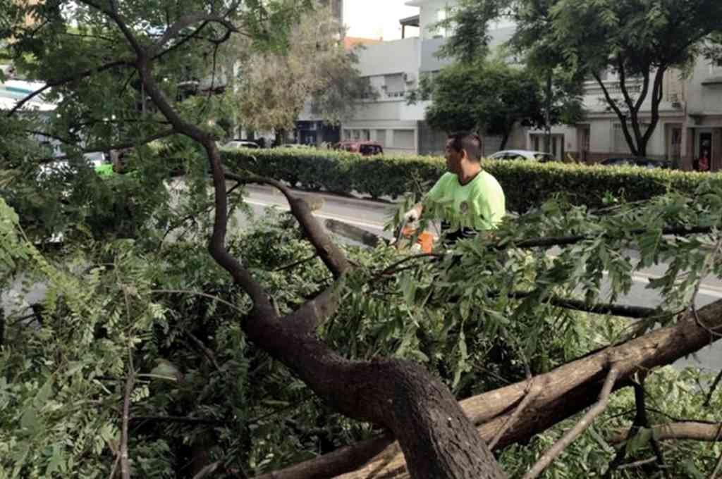 Luego del temporal en horas de la noche más de 20 cuadrillas estuvieron trabajando en la calle para quitar los destrozos. TELAM