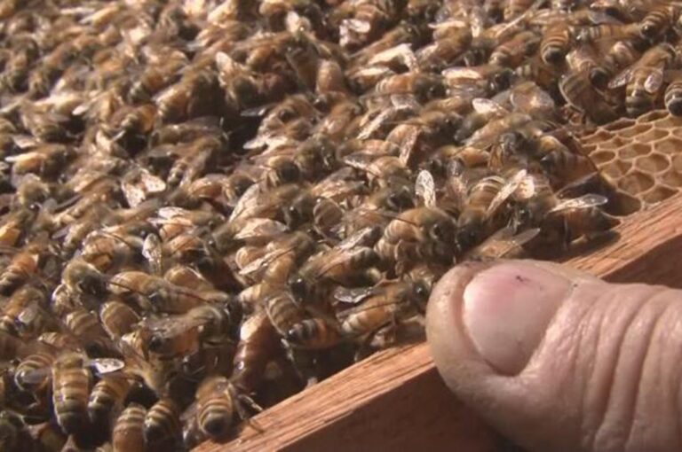 Los precios al apicultor están retrasados respecto de un año atrás. Archivo