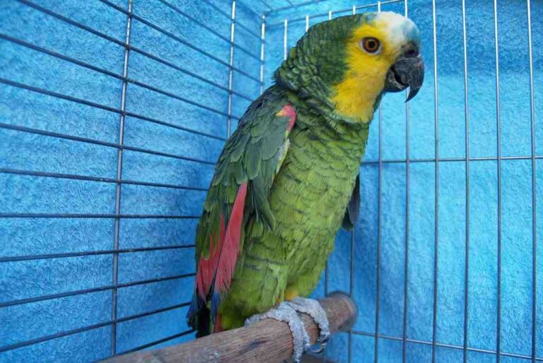 El hombre de 40 años se contagió la llamada "gripe del loro". Archivo.
