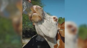La hacienda sobrevive a duras penas. El impacto a nivel reproductivo será grave. gentileza